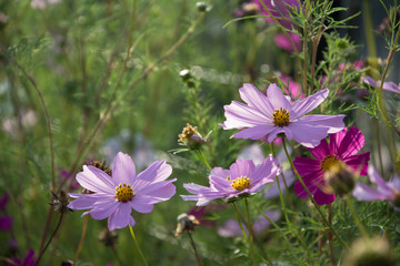 Three pink cosmea flowers on a flowerbed - against the sun
