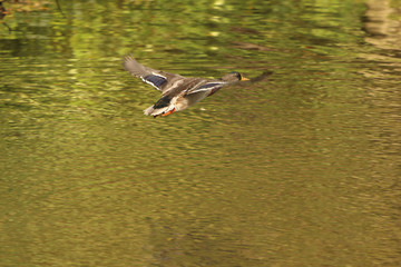 duck flying over the water