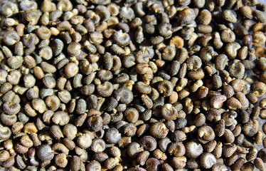 seeds of gray color are similar to shell