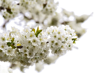 White cheery blossoms on tree..spring-flowering trees.