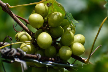 GEORGIA VINEYARD