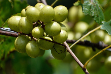 GEORGIA VINEYARD