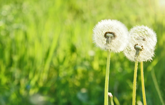 Dandelion with Green grass field and lens flare in the morning with space for text. .Dandelion flower meaning is Long lasting happiness and youthful joy.