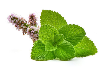 Fresh raw mint leaves, isolated on white background. Close-up. © GSDesign