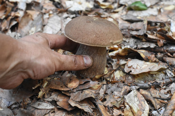 Man hand is picking mushroom in forest. Picking strong mushroom boletus (lat. Boletus pinophilus)