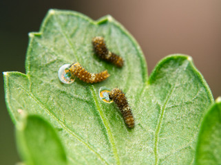Three very tiny, freshly eclosed Black Swallowtail butterfly caterpillars on a parsley leaf; two of them eating their old egg shells for extra energy