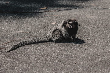  marmoset in the park