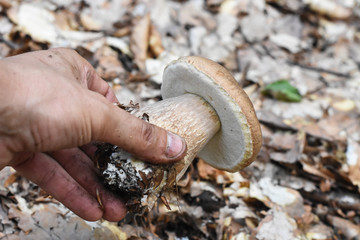 Man hand is picking mushroom in forest. Picking strong mushroom boletus (lat. Boletus pinophilus)