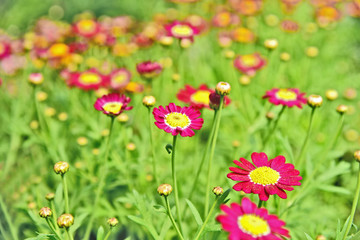 Obraz na płótnie Canvas A lot and colorful of pink marguerites or Daisy Carmine Supernova on field with bokeh background