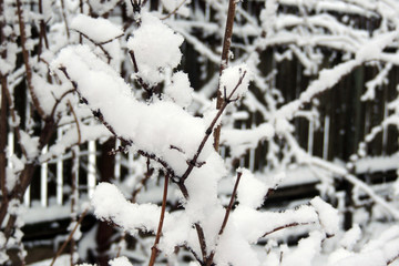 snowy winter. snow on the branches