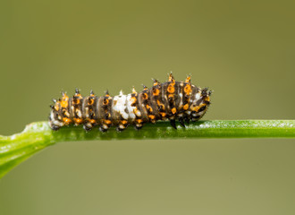 Tiny second instar of Eastern Black Swallowtail caterpillar resting on a parsley stem