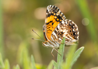 Ventral view of a freshly eclosed, tiny, Gorgone Checkerspot butterfly perched on a leaf in summer...