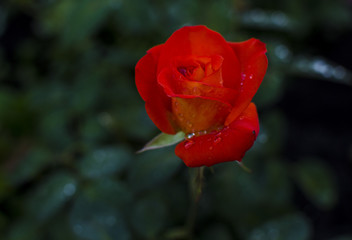 red rose