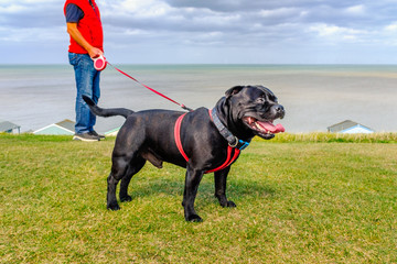 Strong healthy happy black Staffordshire Bull Terrier wearing a red harness on a long retractable leash on green grass in front of beach huts going for a walk at the seaside in Whtistable