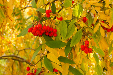 rowanberry