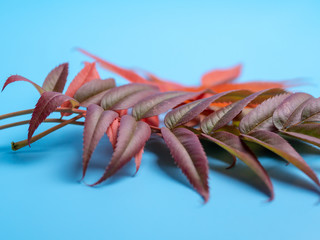 autumn leaves on a blue background