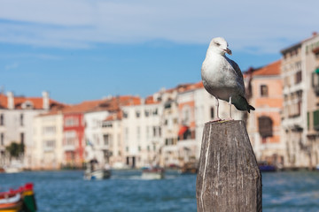 Gull on the pile on the background of buildings along the Grand Canal