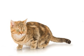 Ginger Tabby Cat Standing