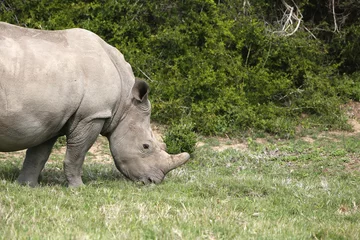 Foto op Plexiglas A white rhinoceros (Ceratotherium simum) in the wild in South Africa. This is an endangered animal.  © MATTHEW