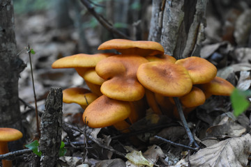 Omphalotus olearius or orange jack o lantern mushroom gills, toxic mushroom