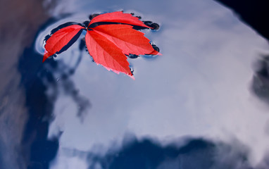 Autumn red leaf in water.