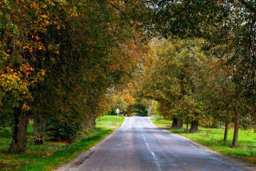 Obraz premium Autumn Landscape. Lonely rural road with deciduous alleys.