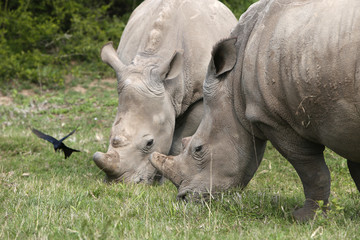 Obraz premium A white rhinoceros (Ceratotherium simum) in the wild in South Africa. This is an endangered animal. 