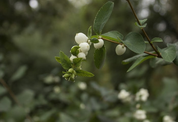 white berry of  tree