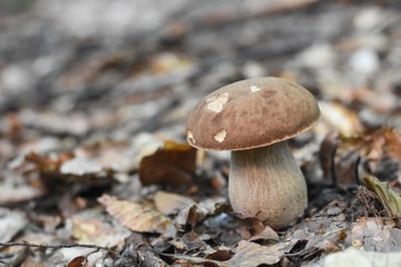 Fresh porcini mushrooms in forest. Brown boletus mushroom, greater edible mushroom