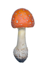 Mushroom Amanita muscaria