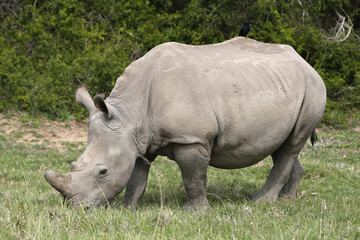 Fototapeta premium A white rhinoceros (Ceratotherium simum) in the wild in South Africa. This is an endangered animal. 