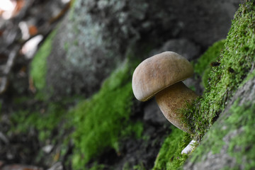 Fresh porcini mushrooms in forest. Brown boletus mushroom, greater edible mushroom