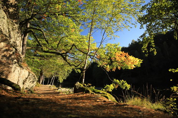 Obraz premium Footpath in the forest