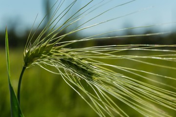 A Green Barley / Wheat Plant Against Green Field