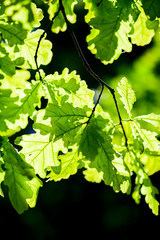 oak leaves in sunlight