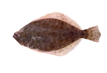 Southern Flounder (Paralichthys lethostigma). Left-eyed flounder, up side. Isolated on white background