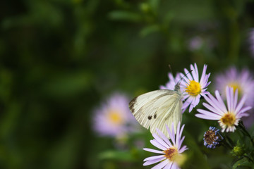 White butterfly on a flower