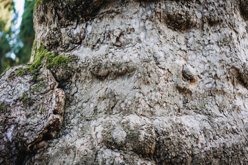 Bark of the old tree from a close angle