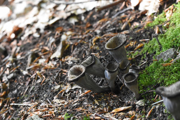 Horn of plenty mushrooms Craterellus cornucopioides in nature. The Black Trumpet fungi