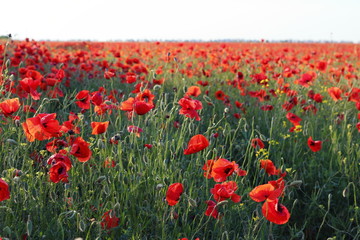 Obraz premium Poppies flowers on green field at backlight. Wild big fresh flower of poppy