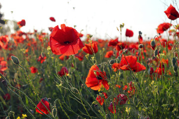 Fototapeta na wymiar Poppies flowers on green field at backlight. Wild big fresh flower of poppy