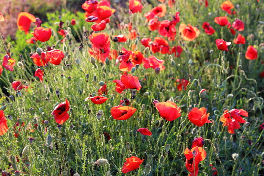 Fototapeta Poppies flowers on green field background. Wild big fresh flower of poppy
