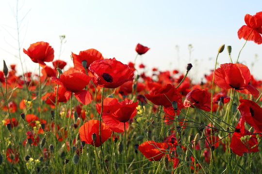 Fototapeta Poppies flowers on green field at backlight. Wild big fresh flower of poppy