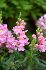 Many Snapdragon Plants in the garden with green leaf background.