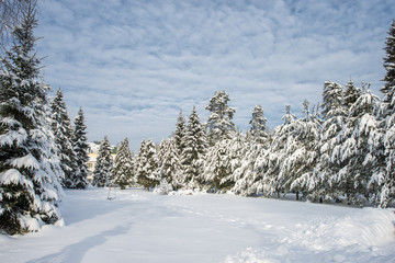 Snow-covered landscape with trees and blue sky, Russian winter.