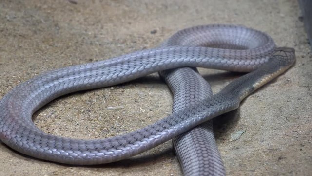 Cobra snack. close up.