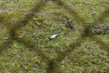 bottle in the grass