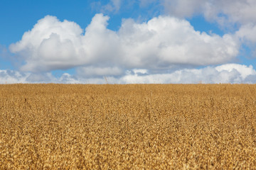 Camino de Santiago (Spain) - Walking along the way of St.James, in the spanish meseta