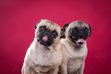 Obraz premium pug and dog