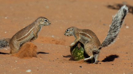 ground squirrel's Kgalagadi